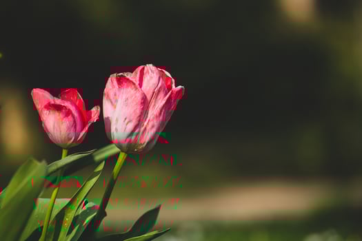 Two red tulips on a blurred background photo