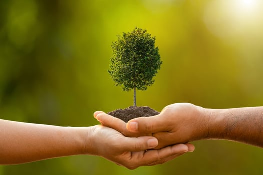 Hand of two people holding tree in soil on outdoor sunlight and green blur background. Planting the tree, Save world, or growing and environment concept photo