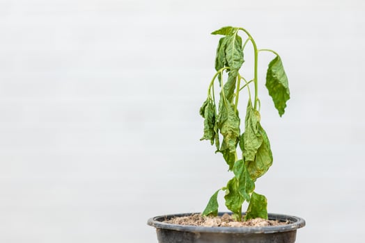 Green dead plant in black potted on outdoor white photo