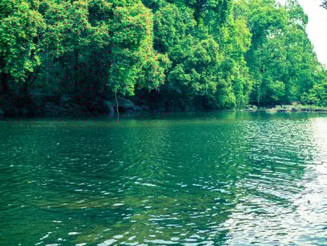 Rainforest waterfront trees in Khao Yai National Park, Thailand, a World Heritage Site. photo