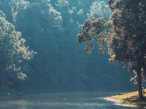 Landscape of pine trees near the reservoir photo