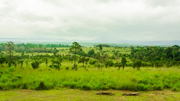 Beautiful forest landscape in Thung Salaeng Luang National Park at Phitsanulok province in Thailand. Savanna in National Park of Thailand named Thung Salaeng Luan photo