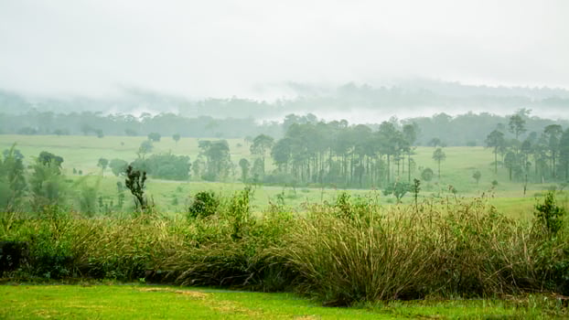 Beautiful forest landscape in Thung Salaeng Luang National Park at Phitsanulok province in Thailand. Savanna in National Park of Thailand named Thung Salaeng Luan photo