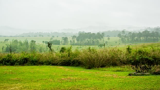 Beautiful forest landscape in Thung Salaeng Luang National Park at Phitsanulok province in Thailand.  Savanna in National Park of Thailand named Thung Salaeng Luan photo