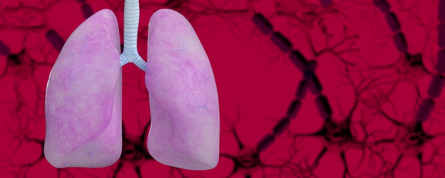 Human lunge body human x-ray muscular anatomy biology system technology hospital clinic oxygen larynx,alveoil,thorax illness sick flu covid-19 delta omicron coronavirus disease medical.3d render photo