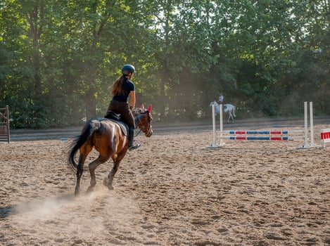 Horse gallop mounted by amazon photo