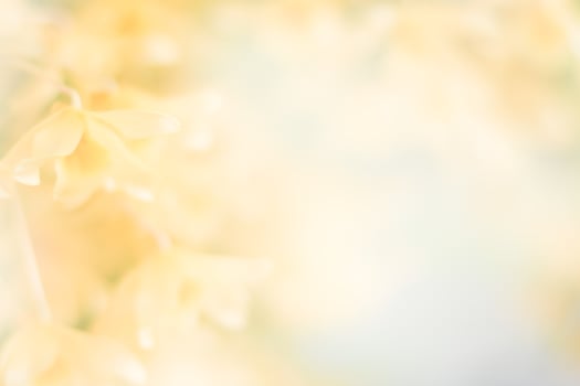 yellow orchid flower background photo