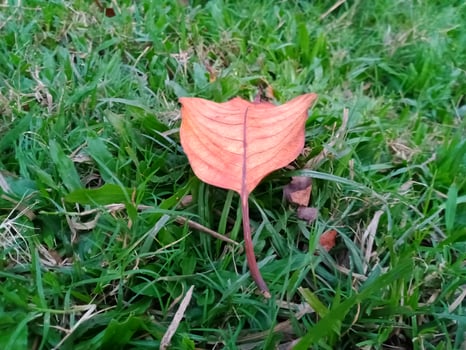 natural HD wallpaper free download photo