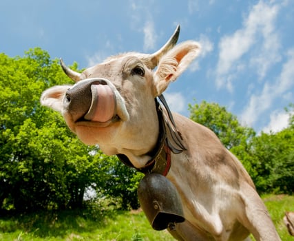 Cow grazing in the pasture photo