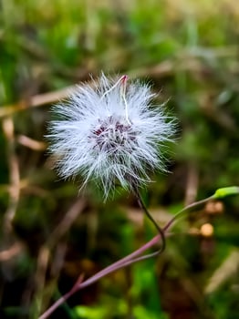 White flower on a free download photo