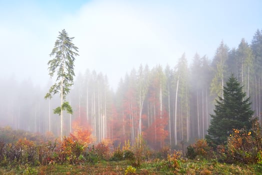 Beautiful morning fog and sunbeams in the autumn pine forest photo
