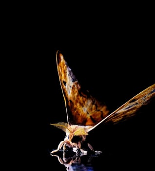 Photo of a moth on a mirror with a dark and black background, creating a beautiful reflection effect.
