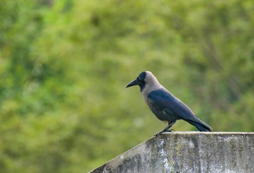 Black Crow in Bangladesh. photo
