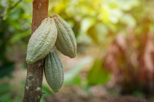 Cacao fruit on a cacao tree in tropical rainforest farm. photo