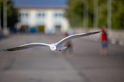 Seagulls at Bang Pu. The cold migratory seagulls from Siberia to the warm regions of Thailand. Making Bang Pu become one of the most important tourist destinations in Thailand. photo