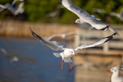 Seagulls at Bang Pu. The cold migratory seagulls from Siberia to the warm regions of Thailand. Making Bang Pu become one of the most important tourist destinations in Thailand. photo