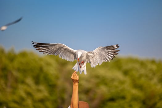 Seagulls at Bang Pu. The cold migratory seagulls from Siberia to the warm regions of Thailand. Making Bang Pu become one of the most important tourist destinations in Thailand. photo