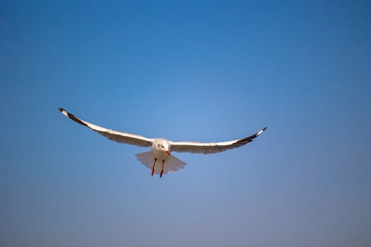 Seagulls at Bang Pu. The cold migratory seagulls from Siberia to the warm regions of Thailand. Making Bang Pu become one of the most important tourist destinations in Thailand. photo