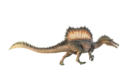 Spinosaurus , dinosaur on white background . photo