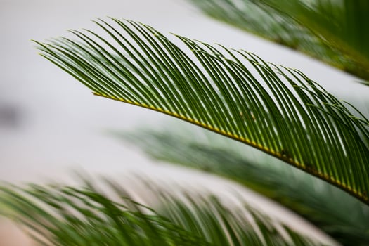 Green trees background photo