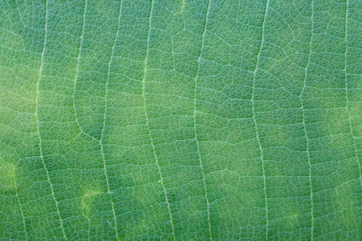 Green leaf texture photo