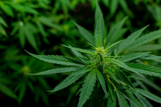 Green cannabis leaves for medicinal or culinary purposes photo