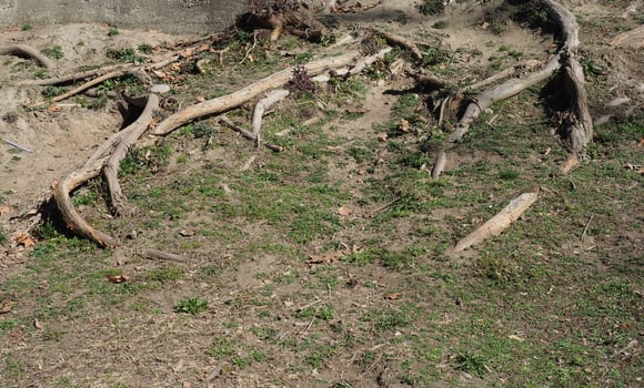 tree roots in the grass photo