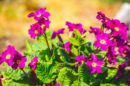 Purple primrose flowers close up. photo