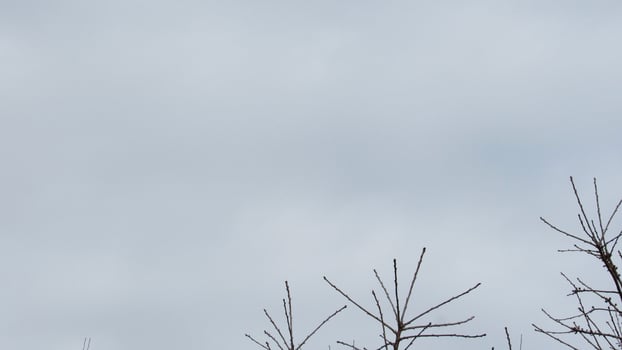 The background of the tree branches and the sky photo