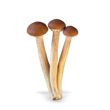 Enoki mushroom isolated on white background. photo