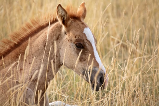 Foal resting in a Saskatchewan pasture photo