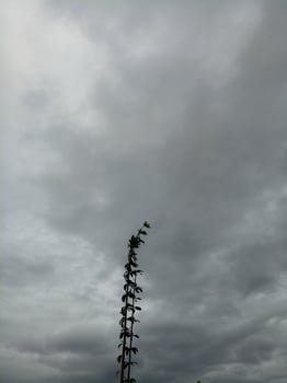 Silhouette of a tree branch on sky background photo