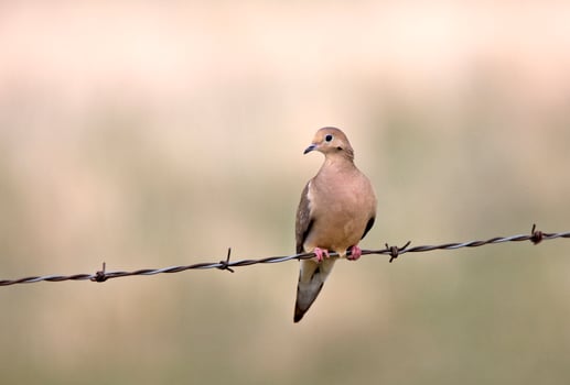 Mourning Dove on Barbed Wire Saskatchewan Canada photo
