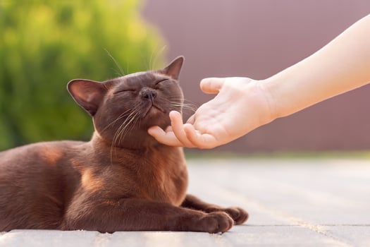 Burmese cat lying outdoor and child hand petting  cat neck photo