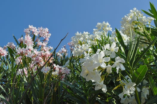 oleander tree flowers photo