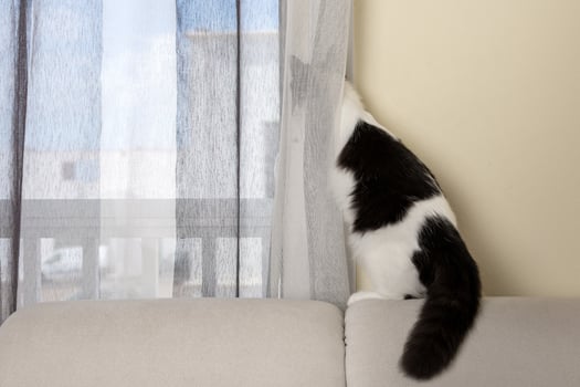 Curious cat looking out of window photo