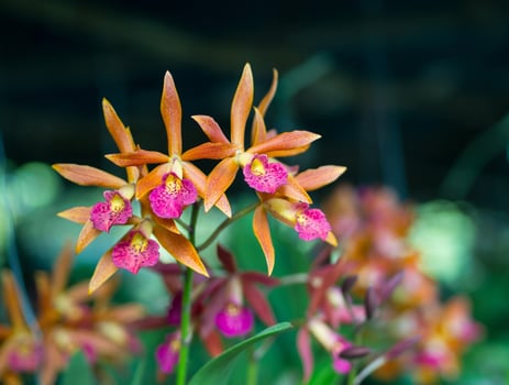 Cattleya aurantiaca orchid photo