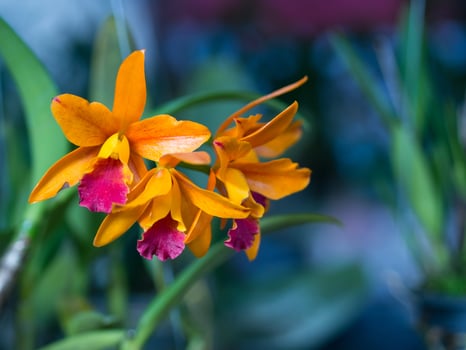 Cattleya aurantiaca orchid photo