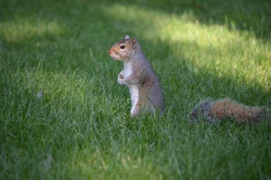 Squirrel Standing Up in Tall Grass photo