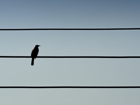 A Silhouette of bird on Electric lines in sky, Background space for text and for your design photo