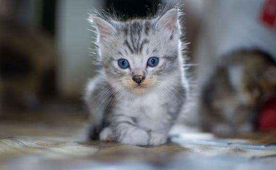 A cute little cat photo
