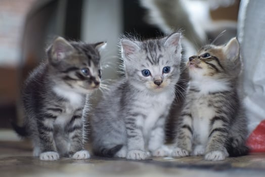 Cute little cats looking at camera photo