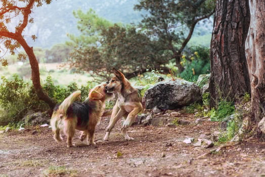 Two dogs fighting with each other Carpathians Ukraine Europe photo