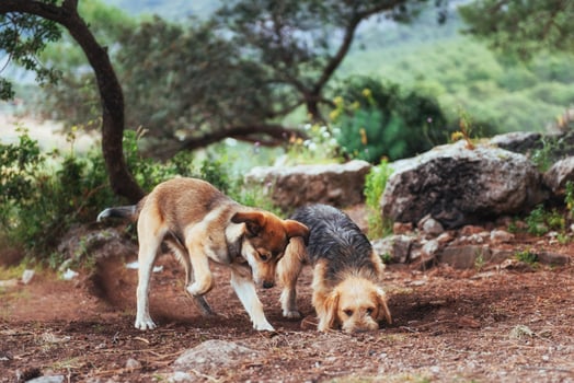 Two dogs fighting with each other Carpathians. Ukraine. Europe photo