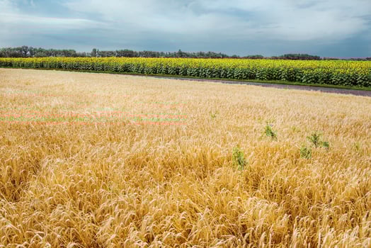 Ukrainian field of rye in summer photo