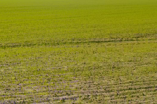 Cultivated field in early autumn season photo