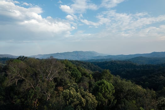 high angle tropical forest and road into the forest photo
