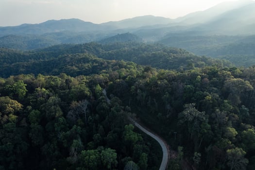 high angle tropical forest and road into the forest photo