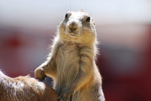 Adorable Prairie Dog with Buck Teeth Showing photo