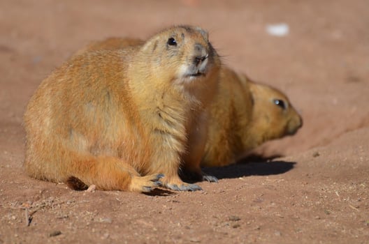 Chubby Prairie Dog Sitting Up with His Friend photo